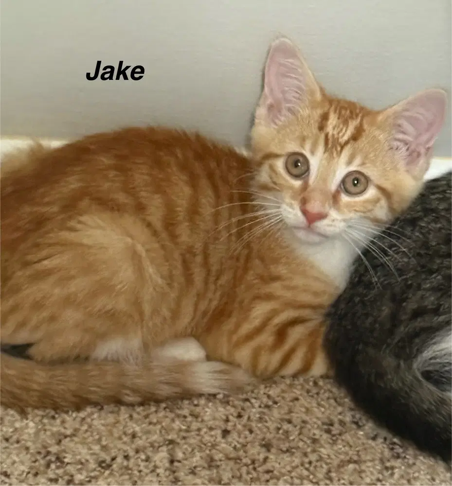 J Cats  Jake image 2