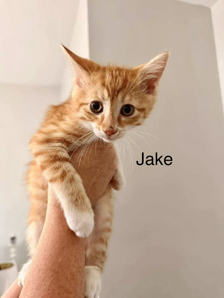 J Cats  Jake image 3
