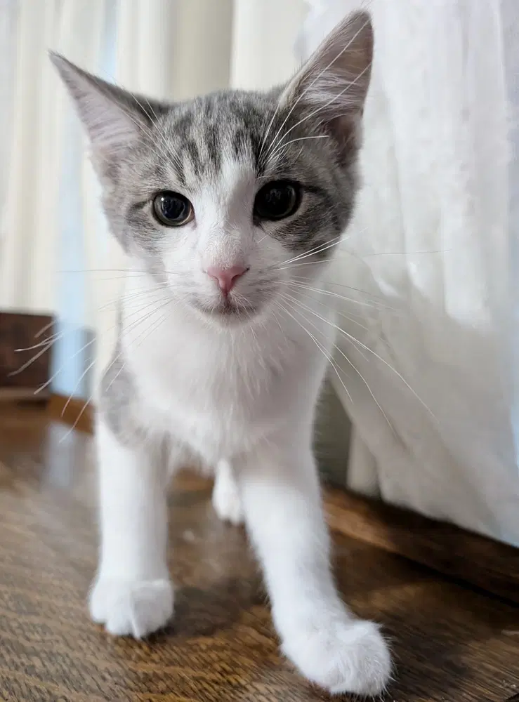 Moon Kitties  Ziri - Domestic Short Hair