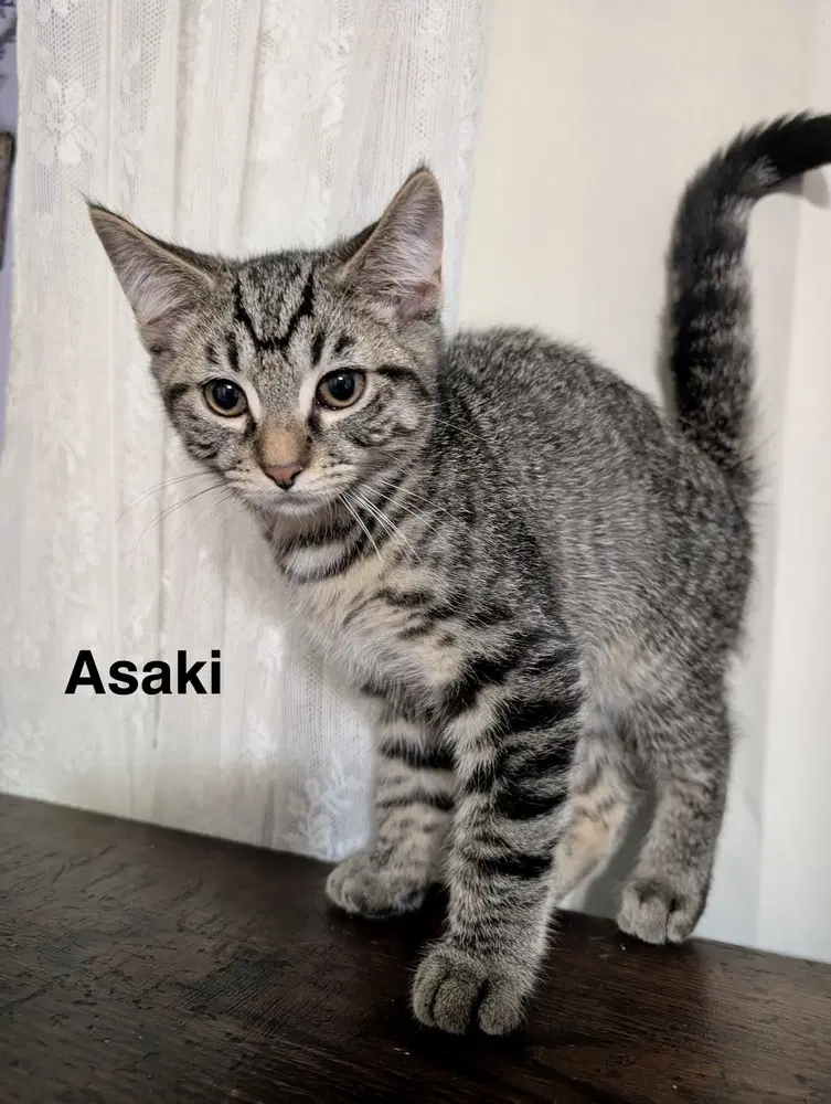 Moon Kitties  Asaki - Domestic Short Hair