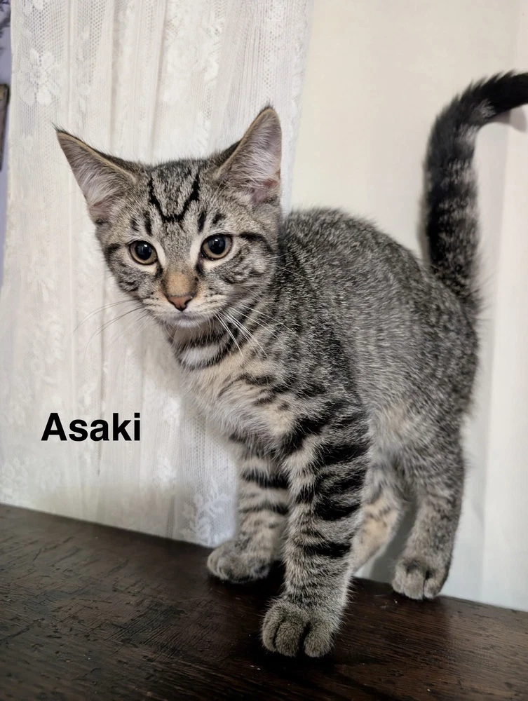 Moon Kitties  Asaki