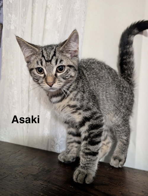 Moon Kitties : Asaki, a cat for adoption from Stray Haven Inc
