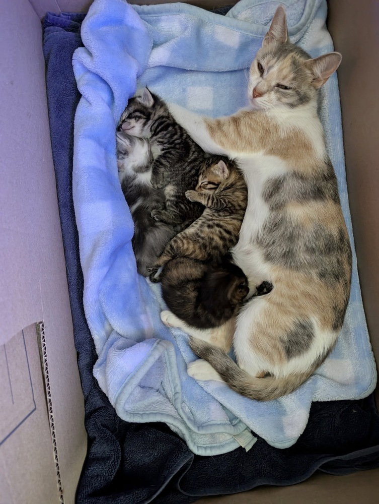 Moon Kitties : Asaki, photo 2
