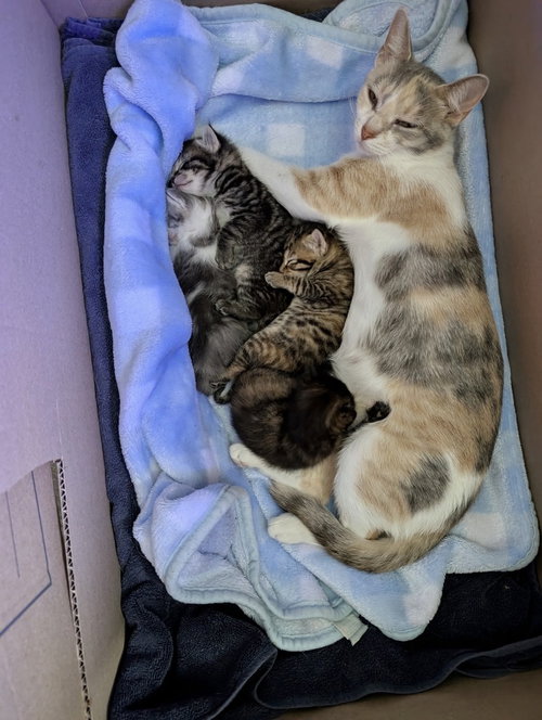 Photo 2 of Moon Kitties : Asaki