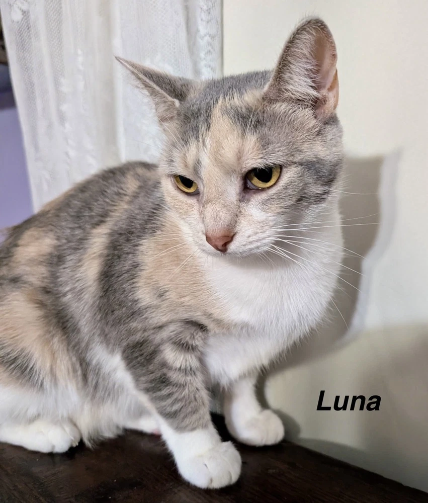 Moon Kitties  Luna