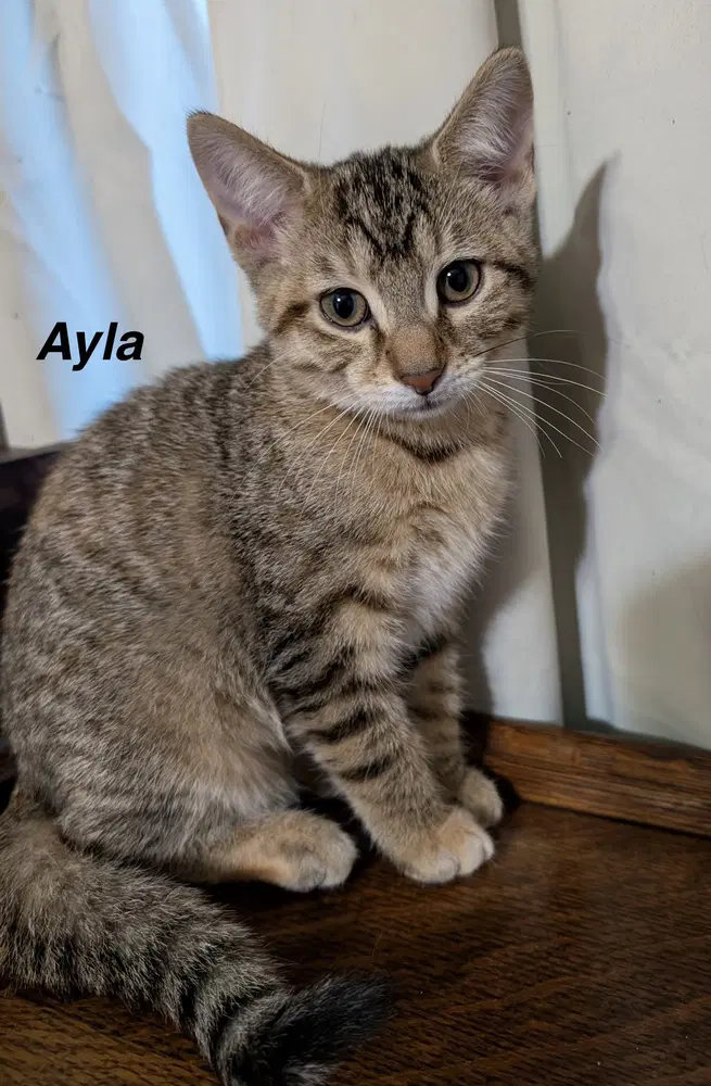 Moon Kitties  Ayla - Domestic Short Hair