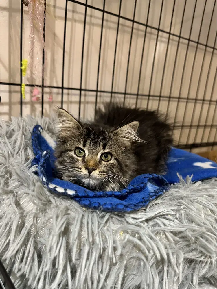 Daniella Kitty - Domestic Long Hair