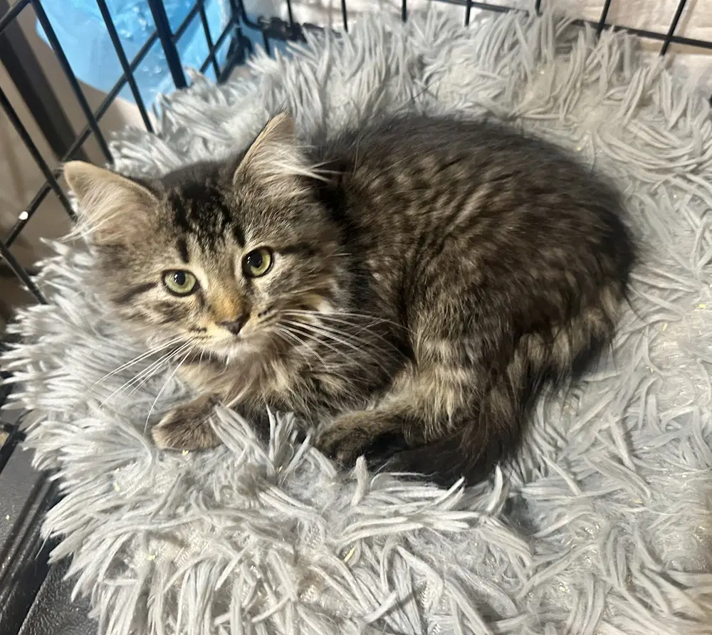 Daniella Kitty - Domestic Long Hair
