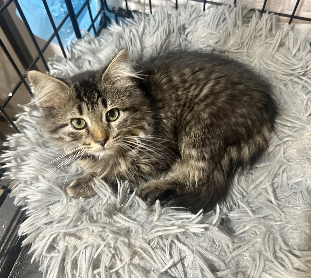 Daniella Kitty