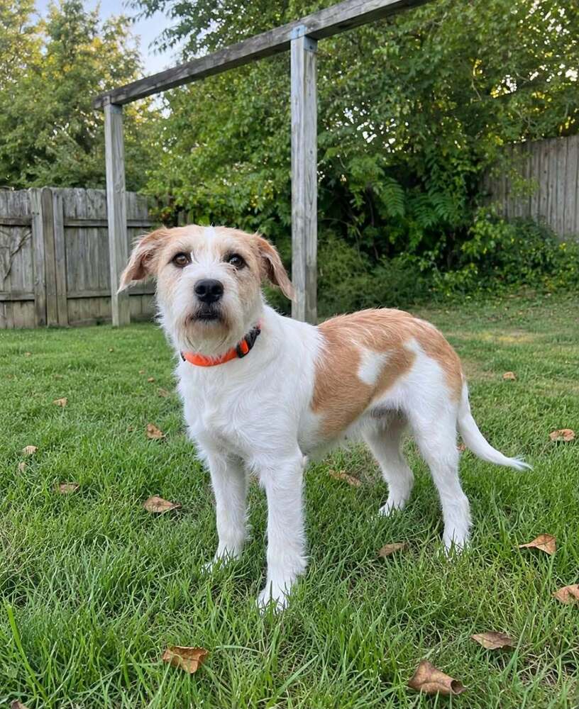 Joplin - Terrier