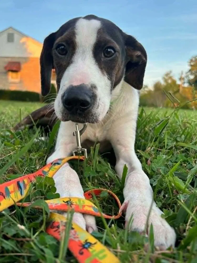 Floyd Rs  Rufus - Beagle