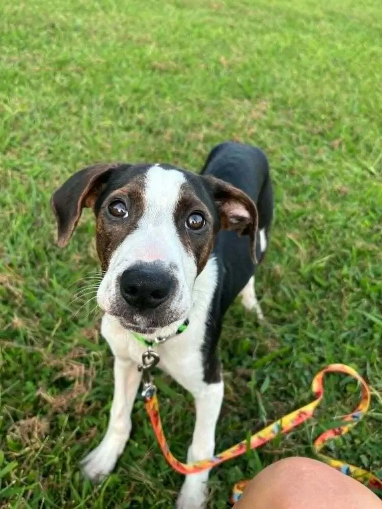 Floyd Rs  Rufus image 3