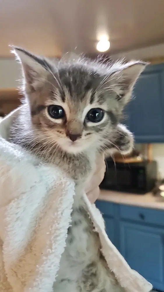 Holgans  Dickens - Domestic Short Hair