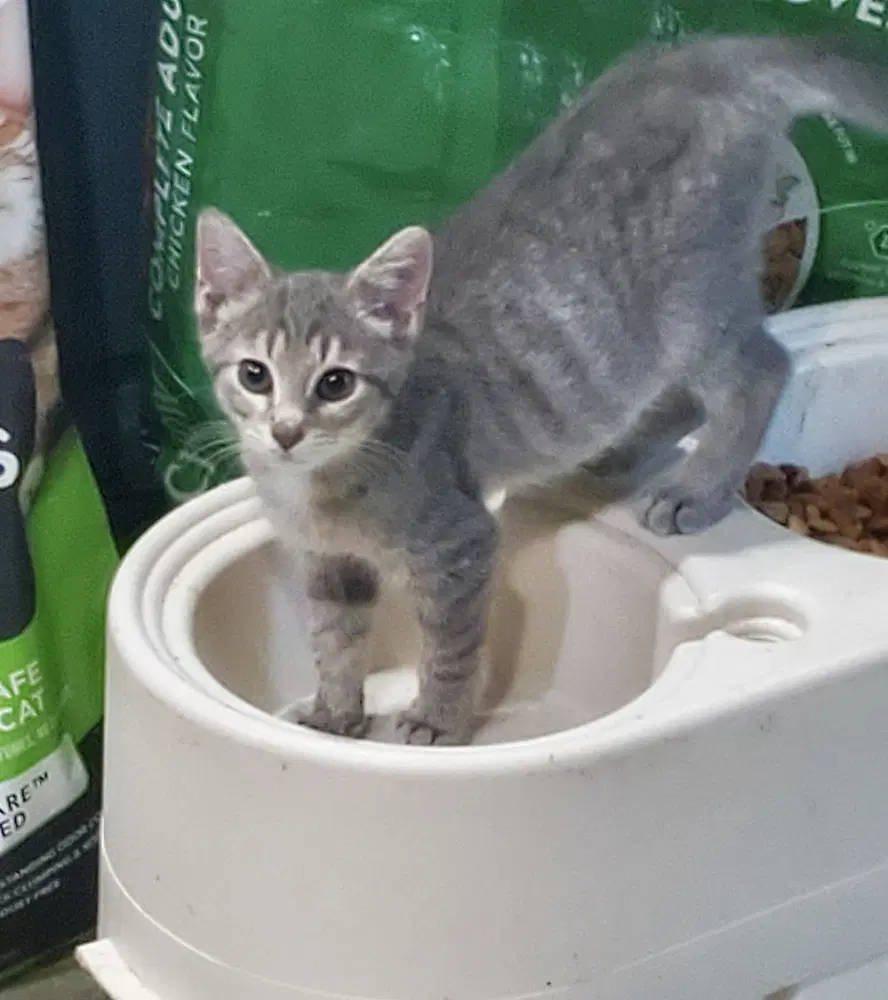 Holgans  Dickens - Domestic Short Hair