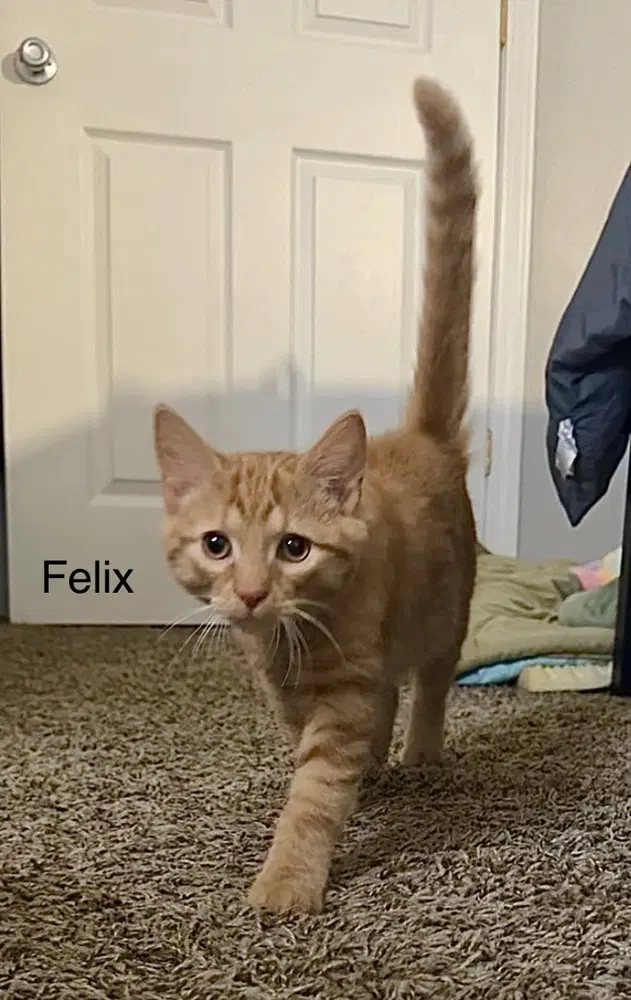 Felix Kitty - Domestic Short Hair