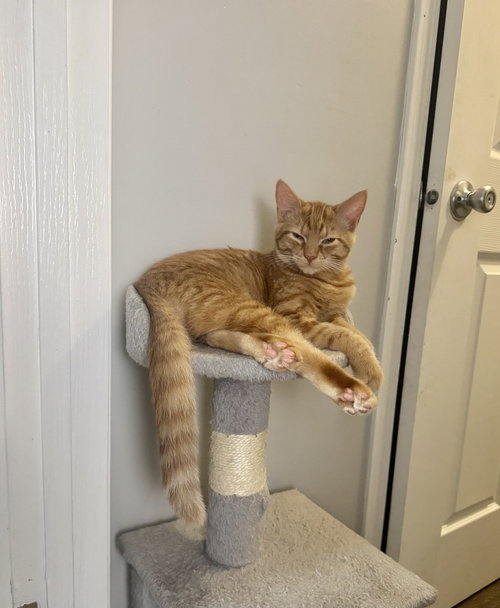 Felix Kitty, a cat for adoption from Stray Haven Inc