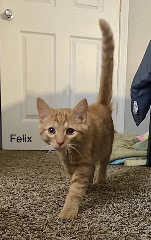 Photo 2 of Felix Kitty