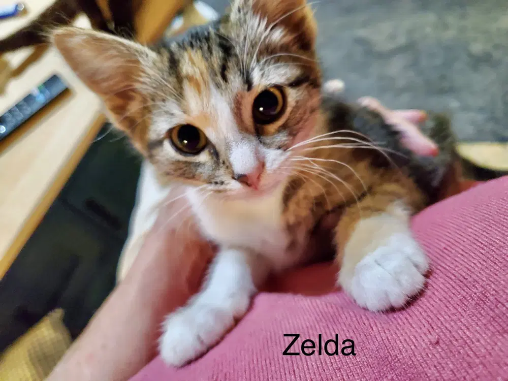 Holgans  Zelda - Domestic Short Hair