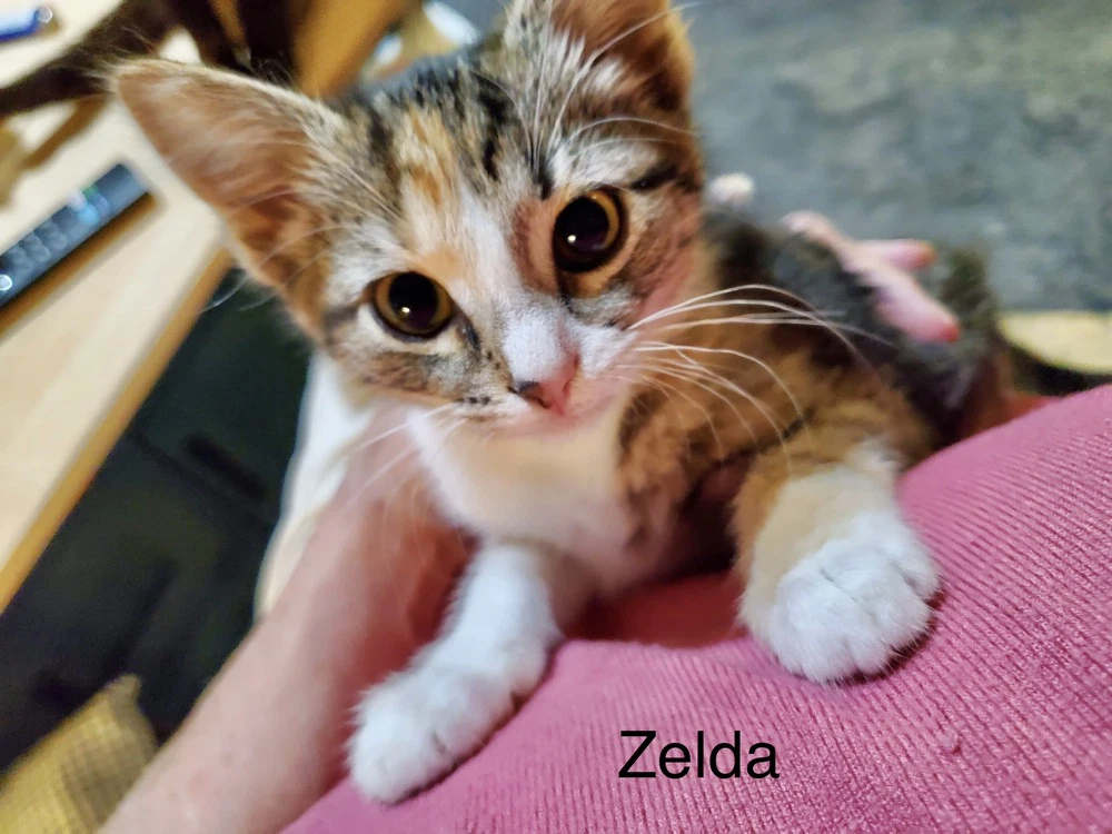 Holgans  Zelda