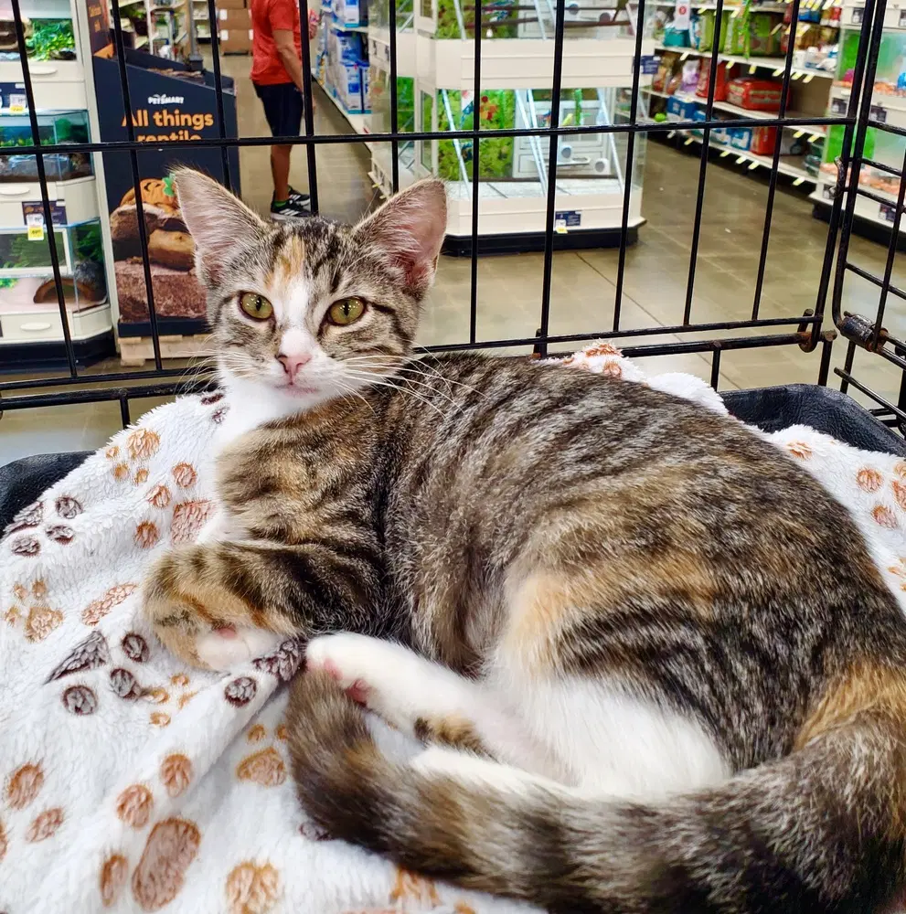 Holgans  Zelda - Domestic Short Hair