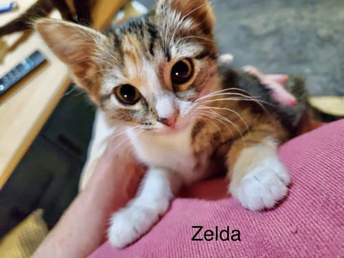 Photo 2 of Holgans : Zelda