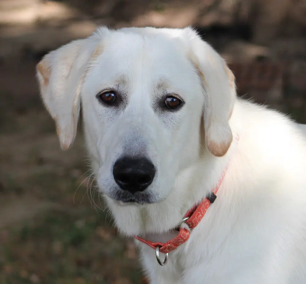 Looney Tunes  Penelope - Great Pyrenees