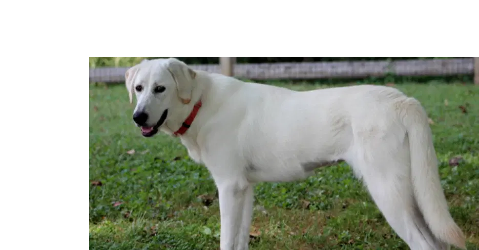 Looney Tunes  Penelope image 2