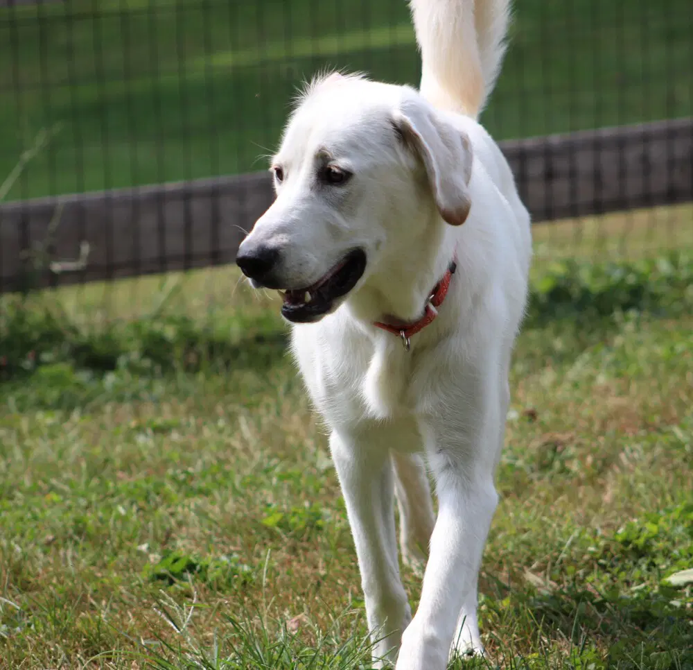 Looney Tunes  Penelope image 3