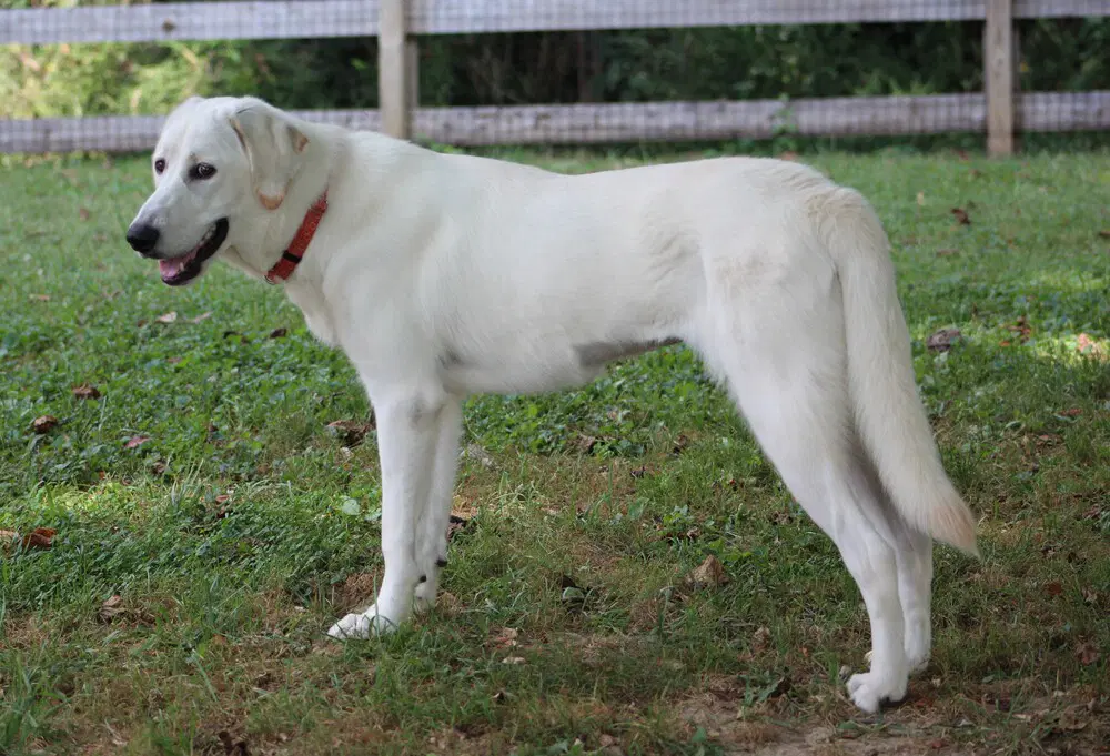 Looney Tunes  Penelope image 4