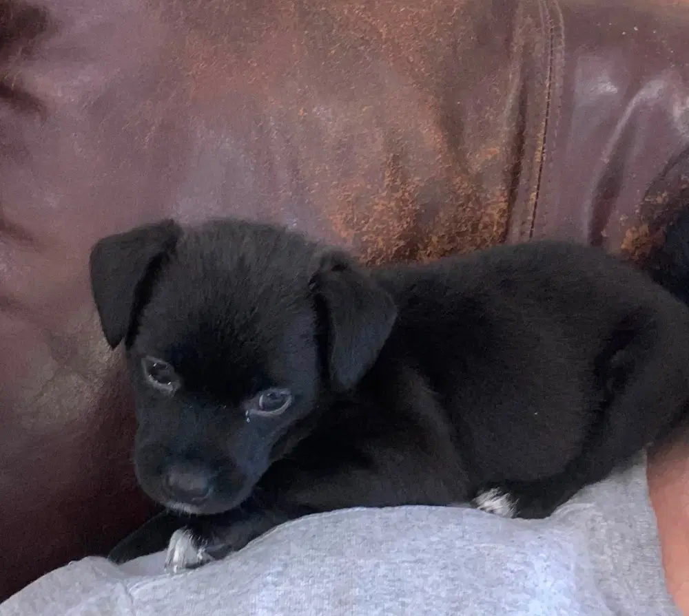 Lil Orphan Luna - Dachshund