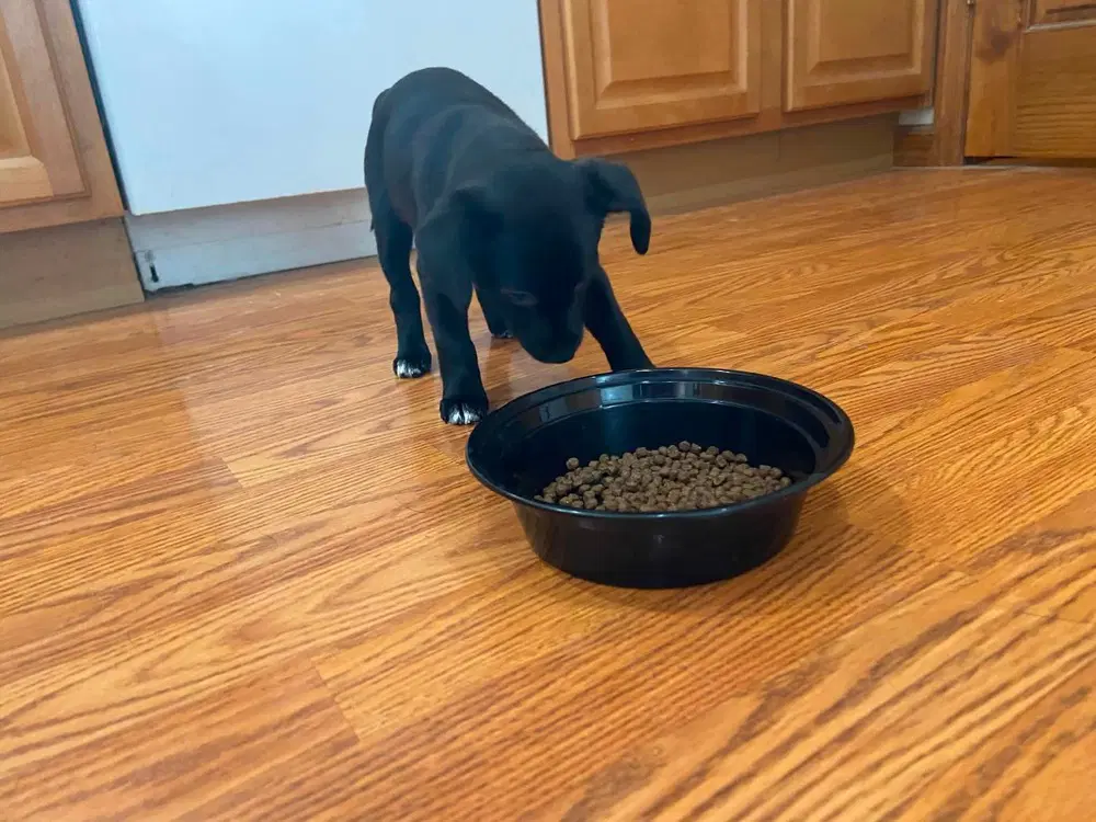 Lil Orphan Luna image 2