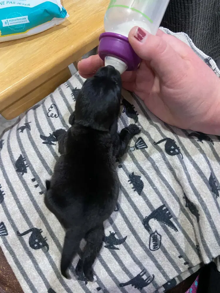 Lil Orphan Luna image 3