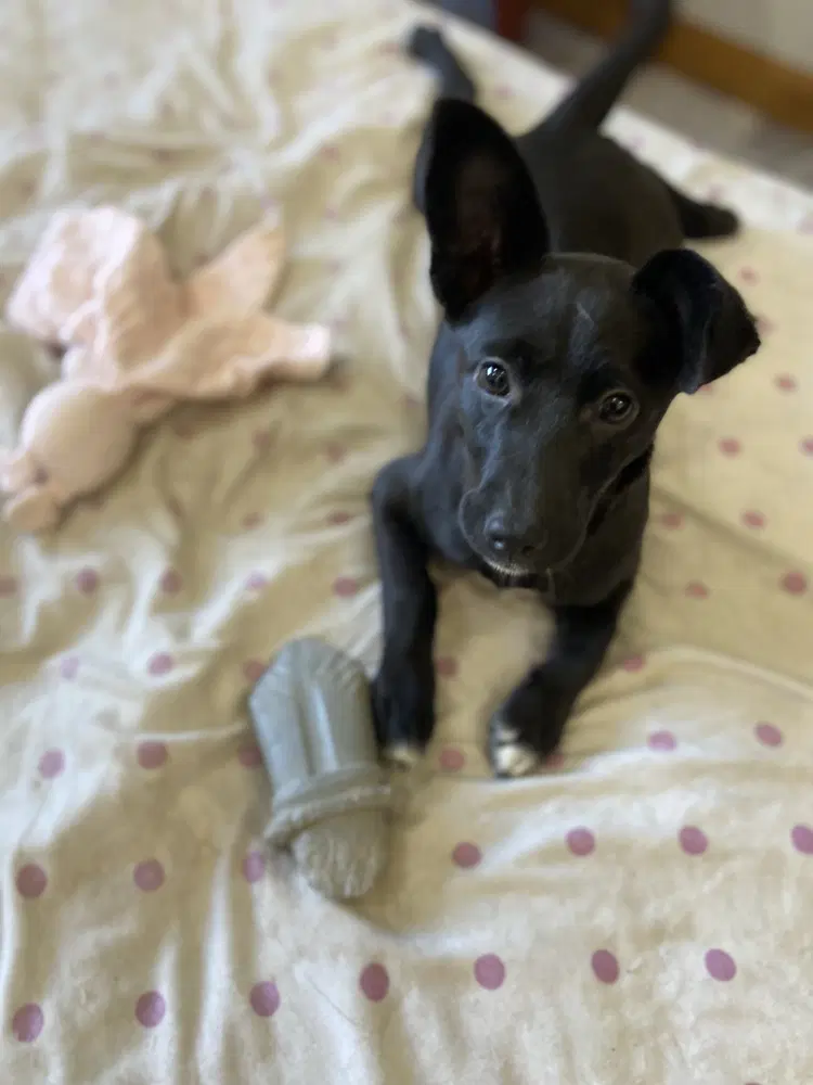 Lil Orphan Luna - Dachshund