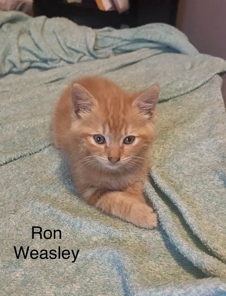 Ron Weasley Kitty - Domestic Short Hair
