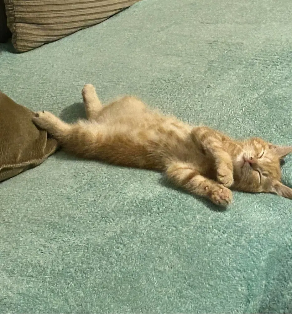 Ron Weasley Kitty image 2