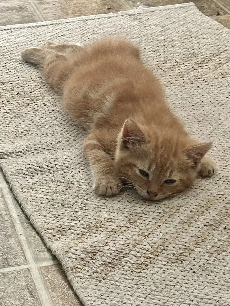 Ron Weasley Kitty image 3