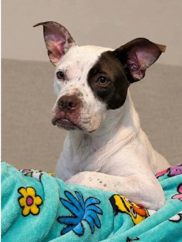 Angel Lena - Pit Bull Terrier