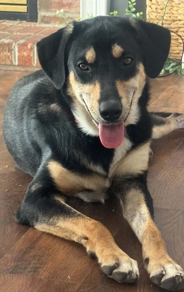 Sibbies  Kenny - German Shepherd Dog