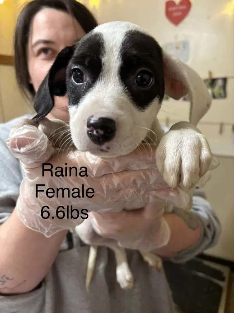 Johnson Rs  Raina - Boxer