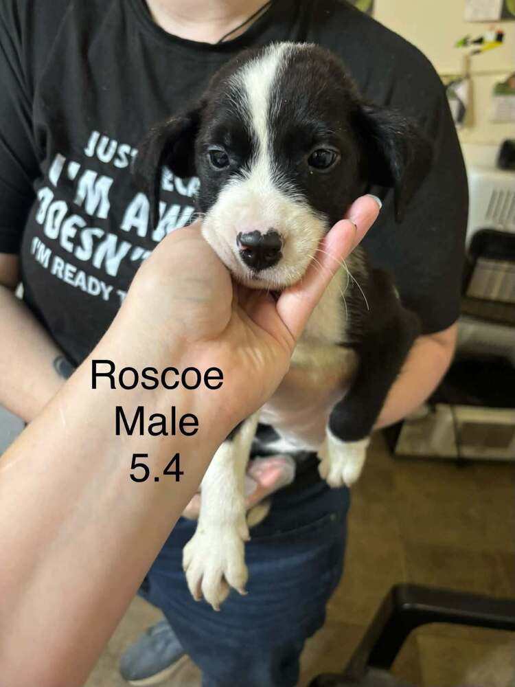Johnson Rs : Roscoe, photo 4