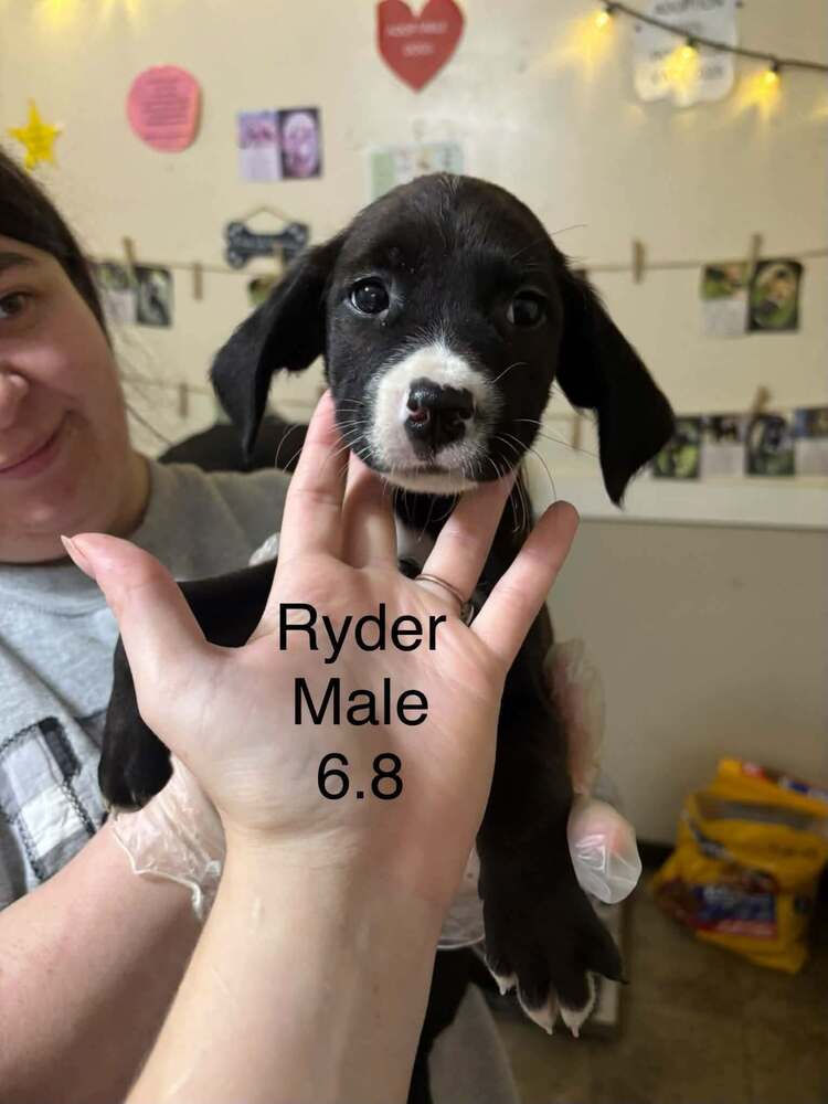 Johnson Rs : Ryder, photo 4
