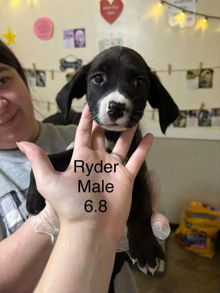 Johnson Rs  Ryder image 4