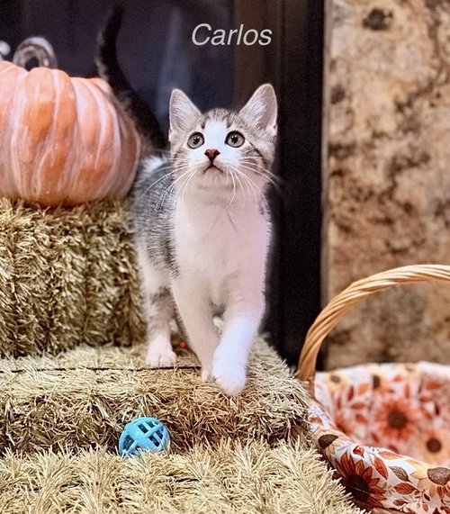 Disney Kitties : Carlos, a cat for adoption from Stray Haven Inc