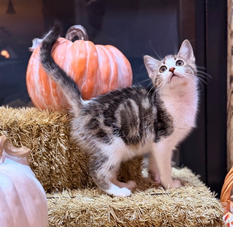 Disney Kitties, photo 2
