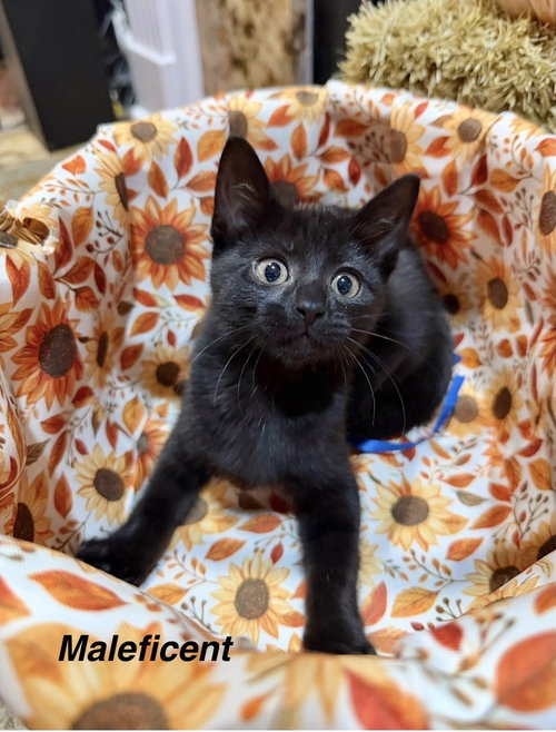 Disney Kitties : Maleficent, a cat for adoption from Stray Haven Inc