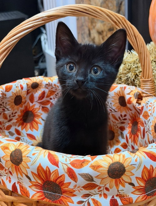 Photo 2 of Disney Kitties : Maleficent