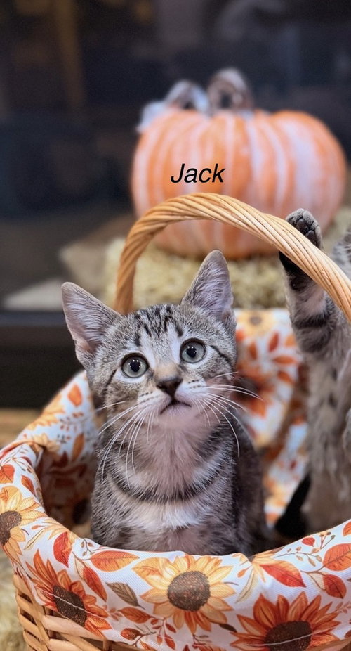 Disney Kitties : Jack, a cat for adoption from Stray Haven Inc