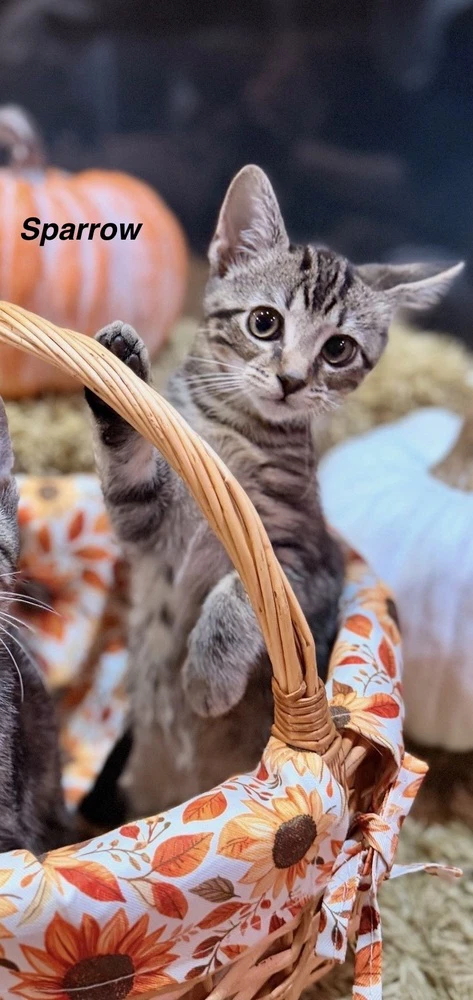 Disney Kitties  Sparrow