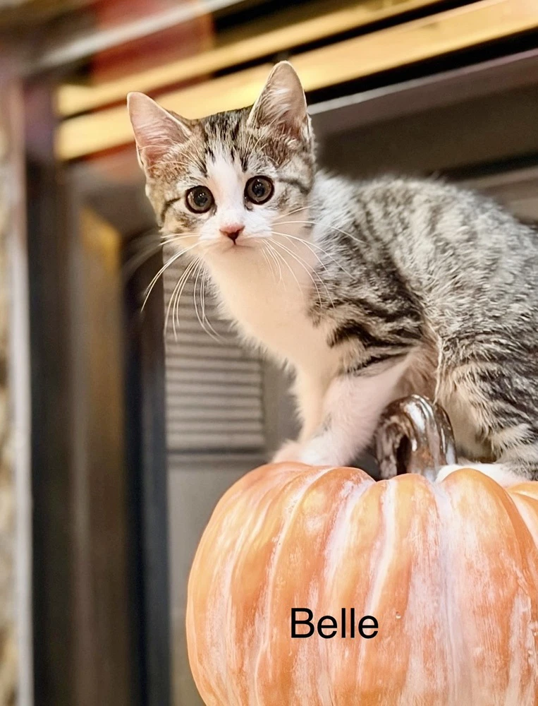 Disney Kitties  Belle