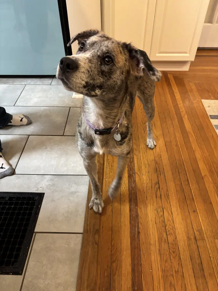Ladybird - Catahoula Leopard Dog